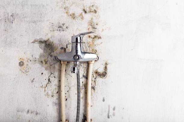 Best Residential Mold Removal  in Colleyville, TX