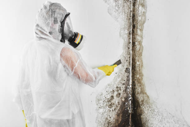 Best Mold Removal Company Near Me  in Colleyville, TX