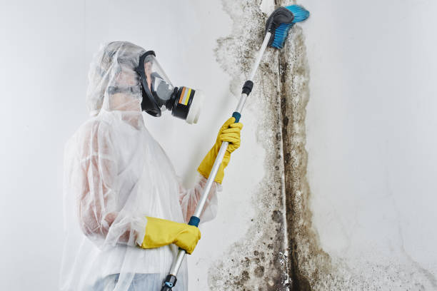 Best Residential Mold Removal  in Colleyville, TX