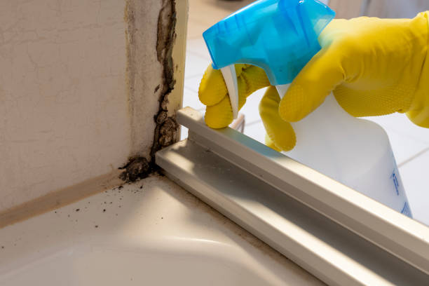 Best Affordable Mold Removal  in Colleyville, TX