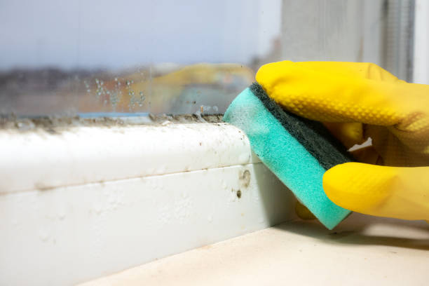 Best Certified Mold Removal  in Colleyville, TX