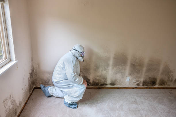 Colleyville, TX Mold Removal Company
