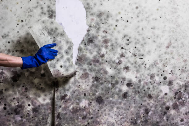 Best Crawl Space Mold Removal  in Colleyville, TX