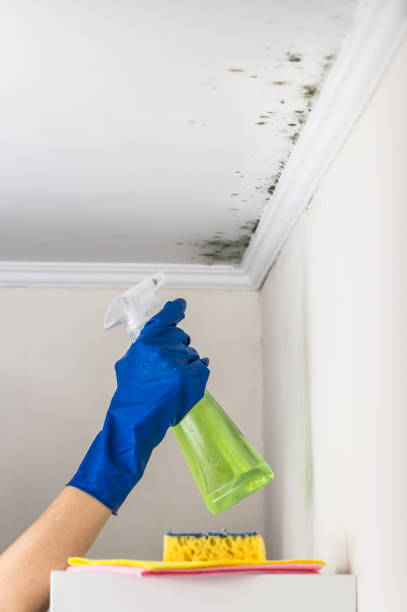 Best Attic Mold Removal  in Colleyville, TX
